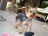 Who owns a rescue or rehomed Yorkie?-cole-2.jpg