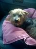 Who owns a rescue or rehomed Yorkie?-rescue.jpg