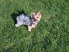 Who owns a rescue or rehomed Yorkie?-054.jpg