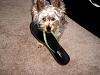 Who owns a rescue or rehomed Yorkie?-pup1.jpg