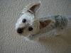 Who owns a rescue or rehomed Yorkie?-pup3.jpg