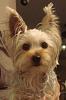 Who owns a rescue or rehomed Yorkie?-pup2.jpg