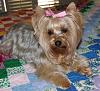 Who owns a rescue or rehomed Yorkie?-abby.jpg