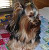 Who owns a rescue or rehomed Yorkie?-phoebe-profile.jpg