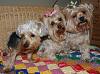 Who owns a rescue or rehomed Yorkie?-rascal-abby-bella.jpg