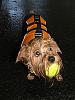 Who owns a rescue or rehomed Yorkie?-dscf3693new-large-web-view.jpg