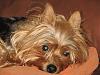 Who owns a rescue or rehomed Yorkie?-boo-06-08.jpg