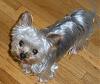 Who owns a rescue or rehomed Yorkie?-thor.jpg
