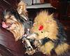 Who owns a rescue or rehomed Yorkie?-geita-playing-her-stuffed-friend.jpg