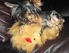 Who owns a rescue or rehomed Yorkie?-geita-playing-her-stuffed-friend-1-.jpg