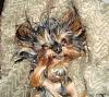 Who owns a rescue or rehomed Yorkie?-i-dont-know-what-happened.jpg