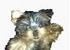 Who owns a rescue or rehomed Yorkie?-baxwaving22.jpg