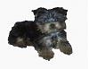 Who owns a rescue or rehomed Yorkie?-baxterapt2.jpg