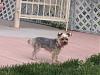 Who owns a rescue or rehomed Yorkie?-hpim3827.jpg
