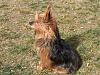 Who owns a rescue or rehomed Yorkie?-hpim3695.jpg