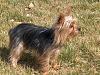 Who owns a rescue or rehomed Yorkie?-minnie1.jpg