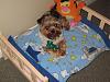 Who loves their Yorkie's floppy ears?-img_0619.jpg