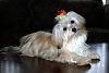 Who owns a rescue or rehomed Yorkie?-dsc_0152.jpg