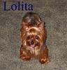 Who owns a rescue or rehomed Yorkie?-img_00571.jpg