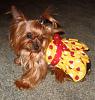 Who owns a rescue or rehomed Yorkie?-img_0071.jpg