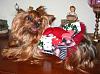 Who owns a rescue or rehomed Yorkie?-img_0083.jpg