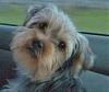 Who loves their Yorkie's floppy ears?-jesse1.jpg