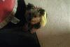 LIVID MAD and need help!-349dea14ce11__1244217393000.jpeg