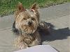Who owns a rescue or rehomed Yorkie?-madcu2.jpg