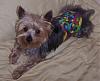 Who owns a rescue or rehomed Yorkie?-madi3a2.jpg