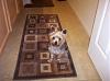 Who owns a rescue or rehomed Yorkie?-madi2.jpg