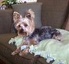 Who owns a rescue or rehomed Yorkie?-000_1805-crop1.jpg