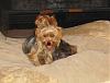 Who owns a rescue or rehomed Yorkie?-new-rescues-1.jpg