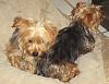 Who owns a rescue or rehomed Yorkie?-new-rescue-babies-2.jpg