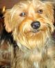 Who owns a rescue or rehomed Yorkie?-capt-jack.jpg
