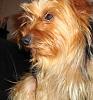 Who owns a rescue or rehomed Yorkie?-sparrow.jpg