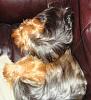 Who owns a rescue or rehomed Yorkie?-capt-jack-sparrow.jpg
