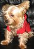 Who owns a rescue or rehomed Yorkie?-rocky.jpg