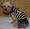 Who owns a rescue or rehomed Yorkie?-rascal-no.-5.jpg