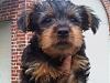 Hi! I am a new 1st time Yorkie owner!-two-2.jpg