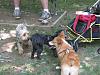 Furbaby & Friends-img_1928.jpg