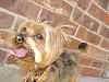 Who owns a rescue or rehomed Yorkie?-harley1stpic.jpg