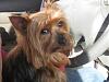 Who owns a rescue or rehomed Yorkie?-harley1.jpg