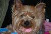 Who owns a rescue or rehomed Yorkie?-zoeehead000001.jpg