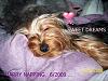 Who owns a rescue or rehomed Yorkie?-harry-napping-resized.jpg