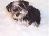 Morkie question-100_1503.jpg