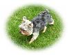 Morkie question-trevor-grass-crop.jpg