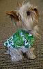 Who owns a rescue or rehomed Yorkie?-thorinhawaiianshirt.jpg