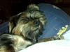 Who owns a rescue or rehomed Yorkie?-olliesleep.jpg