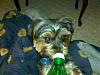 Who owns a rescue or rehomed Yorkie?-bottle.jpg