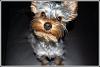 Who owns a rescue or rehomed Yorkie?-cha.jpg
